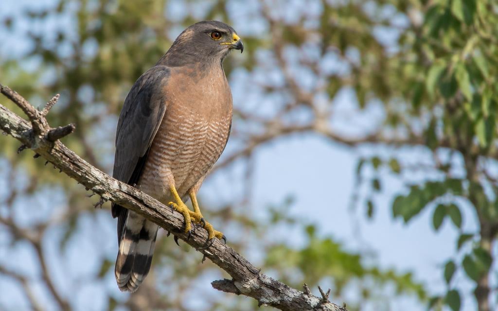 Ilustração de Aves de rapina