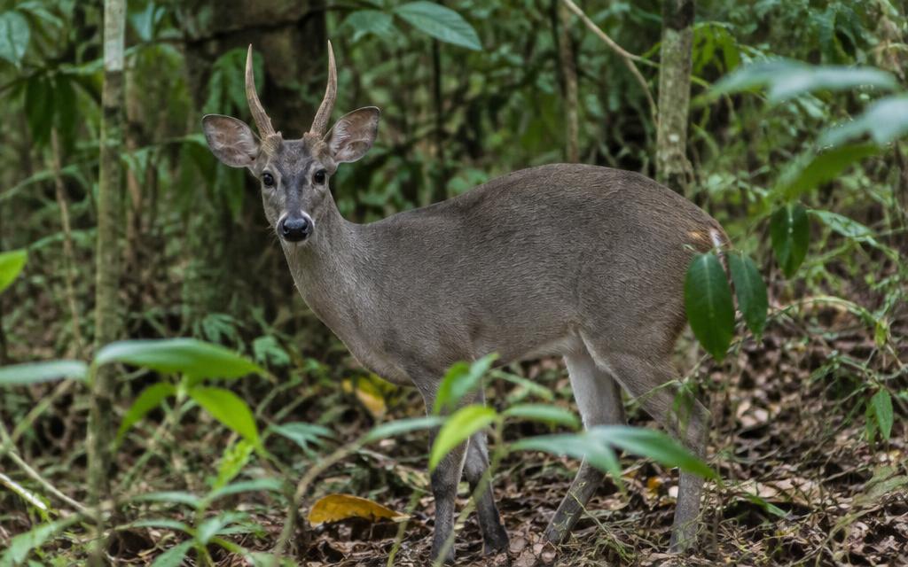 Ilustração de Veado (Mazama spp.)